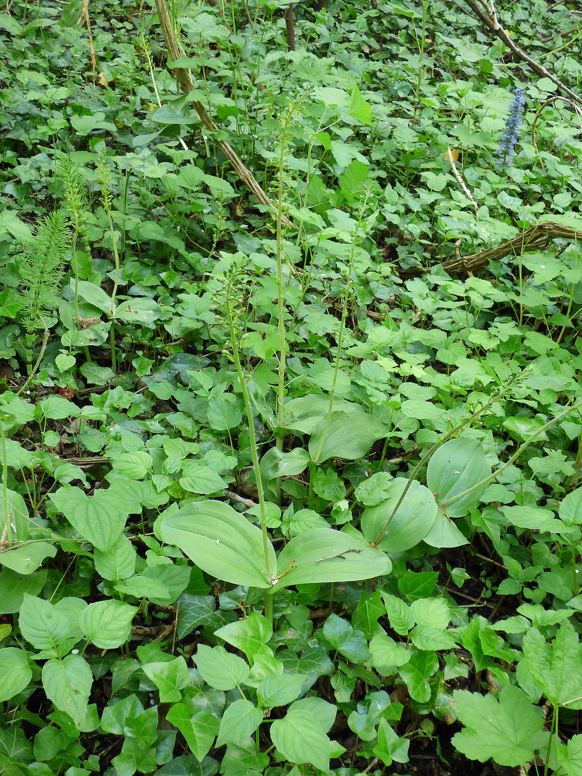 Listera ovata